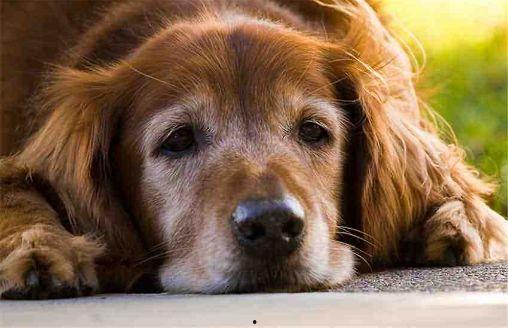 网红狗子与我六分钟黑料,六分钟黑料背后的真相揭秘