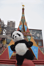 黑料抖音网红熊猫娅,抖音网红的崛起与争议