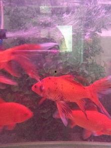 黑料网红杭州顶级名媛鲤,揭秘网红背后的奢华生活